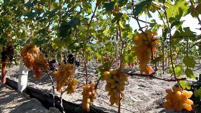 Уход от треска ягод винограда. Часть №1. Северные регионы. смотреть онлайн