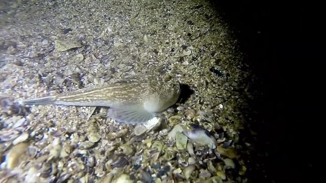 Night Scuba Diving Black Sea, Нощно Гмуркане Черно море смотреть онлайн