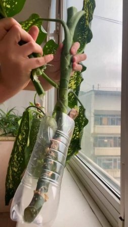 dieffenbachia