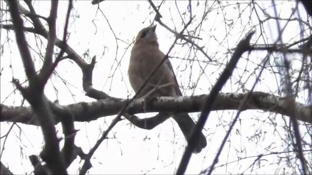 Сойка смотреть онлайн