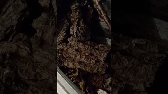 Damon variegatus en chasse смотреть онлайн