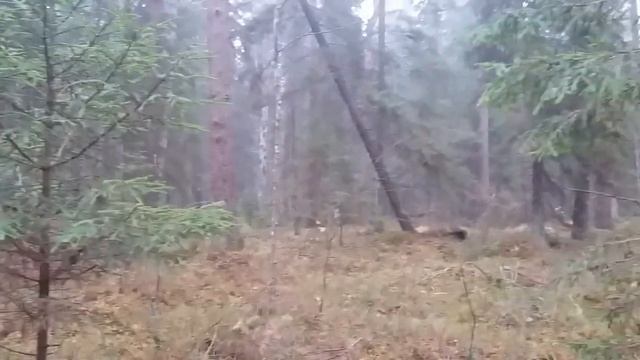 Осеняя прогулка по лесу под хорошую музыку ) смотреть онлайн