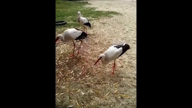 Веселые аисты/шипение аиста смотреть онлайн