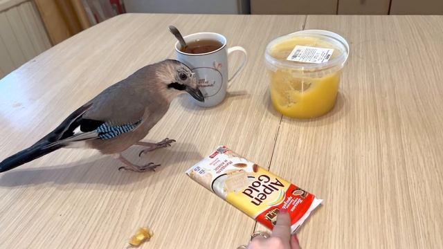 НАСТЫРНАЯ СОЙКА 😁 смотреть онлайн