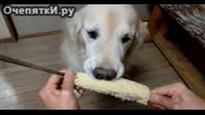 Пёс кушает кукурузу