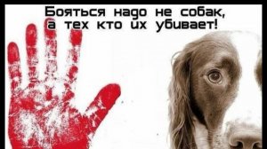 Остановите бойню бездомных животных!