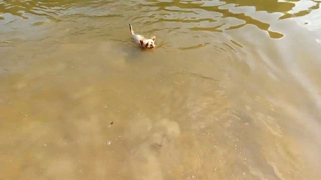 Выкуп Дендикуса смотреть онлайн