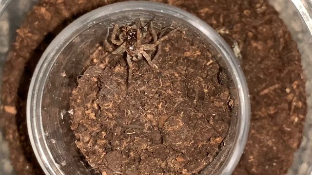 Feeding the slings. Please Read pinned comment. смотреть онлайн