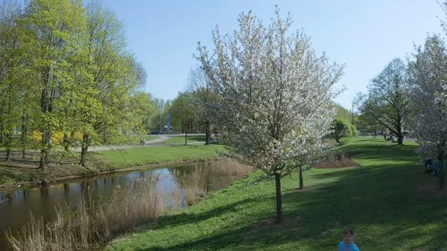 Цветение сакуры в Риге смотреть онлайн