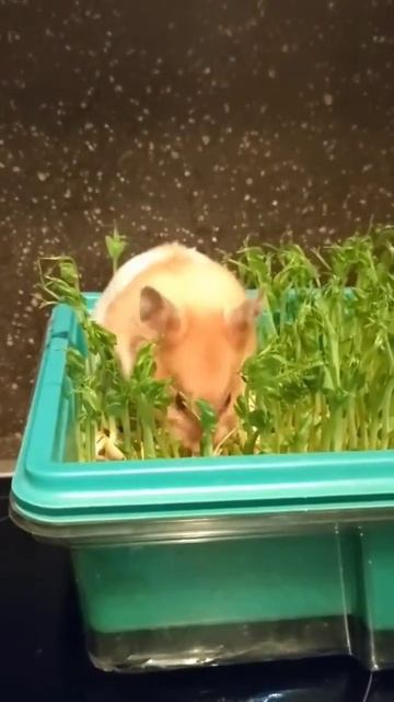 Hamster loves the garden смотреть онлайн