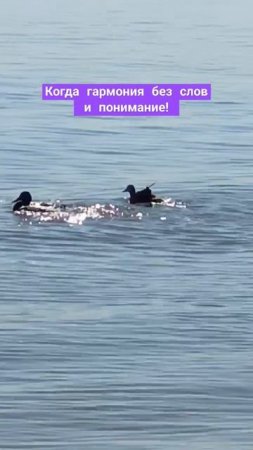 Йоу, ути-пути!Когда любовь видна без слов в синхронности!#shorts-YOUTUBE