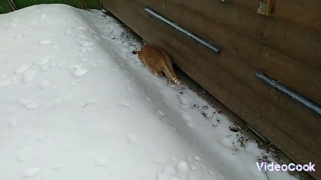 4 часть Кошки На Улице смотреть онлайн