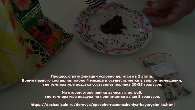 Боярышник мягкий - стратификация и посадка семян