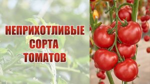 Неприхотливые сорта томатов от агрофирмы "Сибирсй Сад"