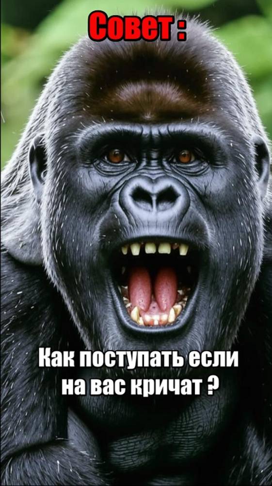 Совет-как поступать правильно если на вас кричат