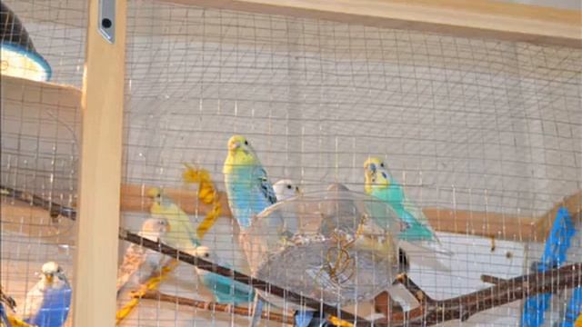 Расслабляющие звуки пения попугаев 1 час. singing parrots смотреть онлайн