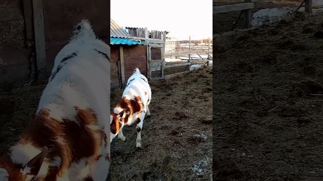 Телята на первой прогулке 🐄