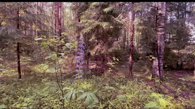 БАЙКИ СТАРОГО ЛЕСНИКА  Страшные истории на ночь  Тайны тайги