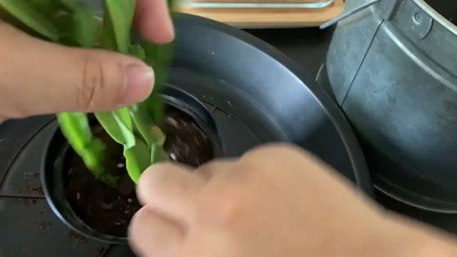 【Planting Rhipsalis Paradoxa】リプサリス・パラドクサの植え付け смотреть онлайн