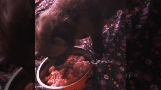 Лисёнок Диего первый день дома кушает фарш смотреть онлайн