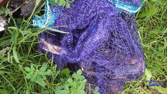 Предложение провести "Международный день очистки водоемов" в "Южном Тушино" у Западного моста 2024 г смотреть онлайн