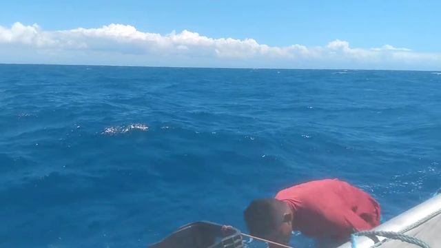 Barracuda 🐬🦈🦈 смотреть онлайн