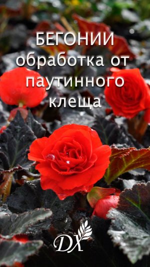 БЕГОНИИ: обработка от паутинного клеща