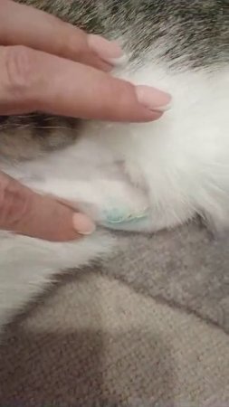 СТЕРИЛИЗАЦИЯ У КОШКИ! КАК ВЫГЛЯДЕТ ШОВ!
