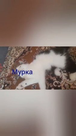 ТЕПЛО МУРКЕ И УЮТНО!!