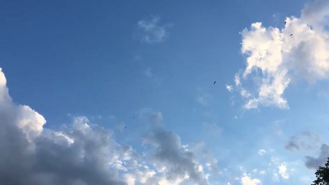 Звуки лета. Стрижи в летнем небе.