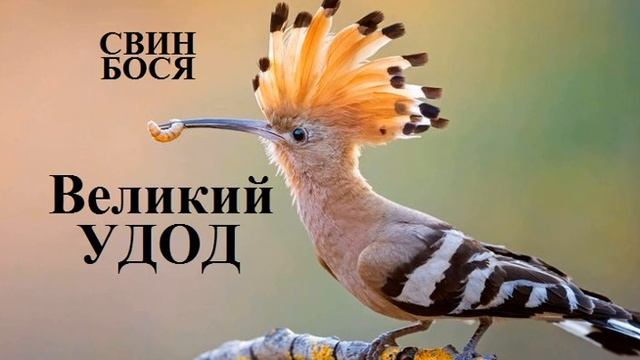 Свин Бося Великий Удод смотреть онлайн