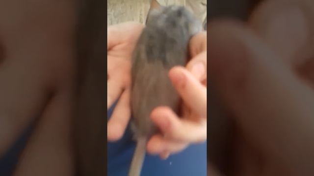 Моя милая ручная крыса !!! 🐭🐀🐁