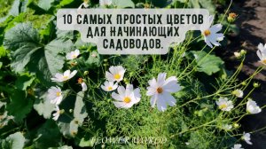 10 Самых Простых Цветов для Начинающих - Однолетники для Красоты!