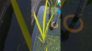 Биоплато для доочистки воды из Аэрационной установки, водные растения прижились.
