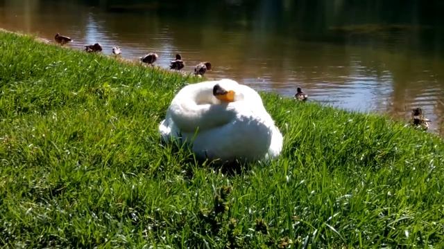 Лебедь на пруду в Сокольниках 27 августа 2016 часть 1 смотреть онлайн