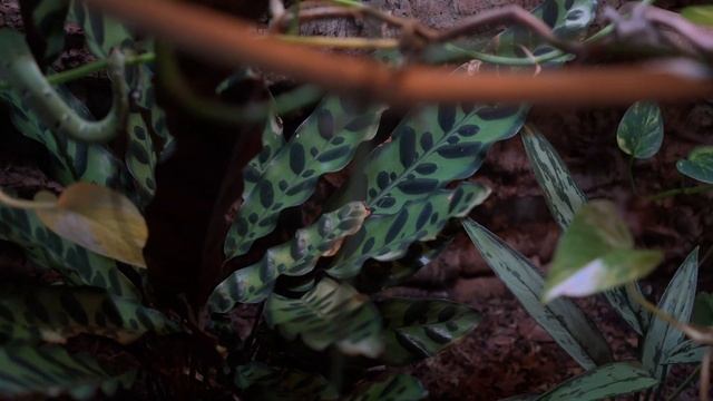 Temple vipers (tropidolaemus) care + baby wagleri were born! смотреть онлайн