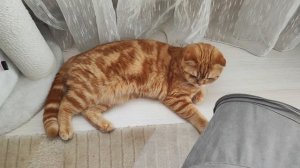 Пушистое трио🐱😺😸