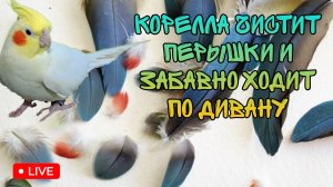 Попугай корелла чистит перышки на диване, забавно прыгает как зайчонок и катается с горочки