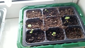 Эксперимент по выращиванию овощей в домашних условиях ч.4