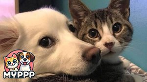 Смешные котики, которые сделают твой день! 🐱😂