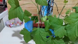 Бонсай из Смородины стиль каскад