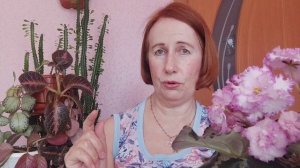 " Что с моими фиалками? Помогите разобраться".