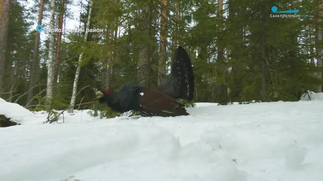 Глухари на току, кабаны на птичьей кормушке и перезимовавшая в Петербурге серая цапля