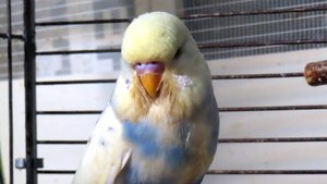 ПТЕНЦАМ понравились НОВЫЕ игрушки #ВВП_ЧЕХИ #волнистый_попугай