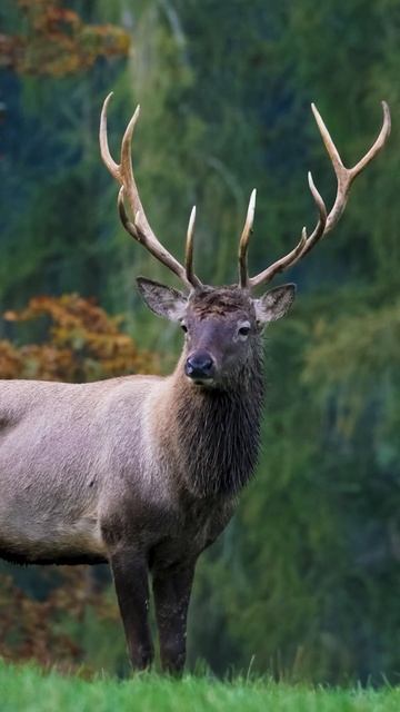 Animal Sounds You Never See, Deer, Sheep, Eplehant, Birds | Animal Moments