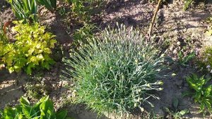 Утренний обход дачного участка