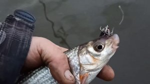 ловля на стикбэйты осенью