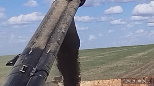 Еssil 740.Начало уборочной компании.Выехали молотить пшеницу.#комбайн #алекс_юстасу #уборка2023 смотреть онлайн