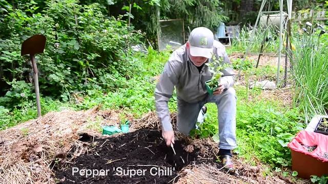 In the Garden: The ever-changing garden, perennial containers and planting peppers смотреть онлайн