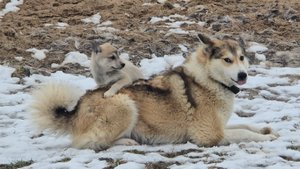 Щенки в истерике